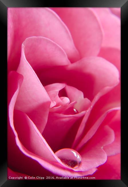 delicate rose Framed Print by Colin Chipp