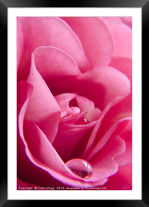 delicate rose Framed Mounted Print by Colin Chipp