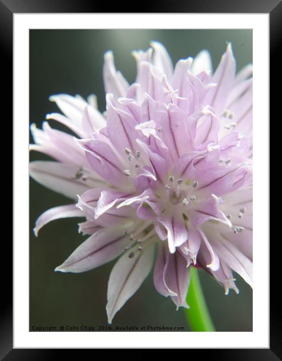 chive flower Framed Mounted Print by Colin Chipp