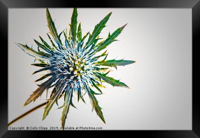 Floral Starburst Framed Print by Colin Chipp