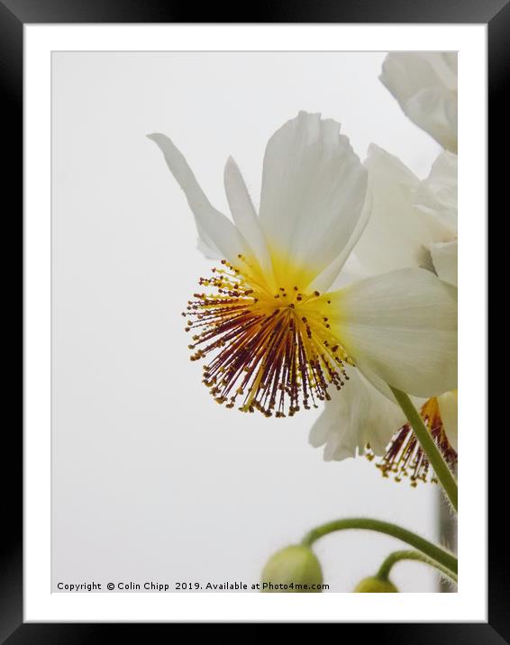 Sparrmannia africana Framed Mounted Print by Colin Chipp