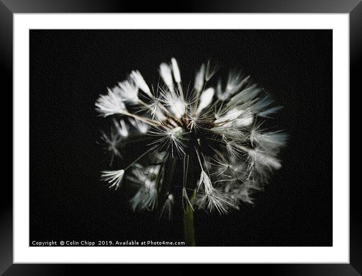 Soft focus dandelion Framed Mounted Print by Colin Chipp