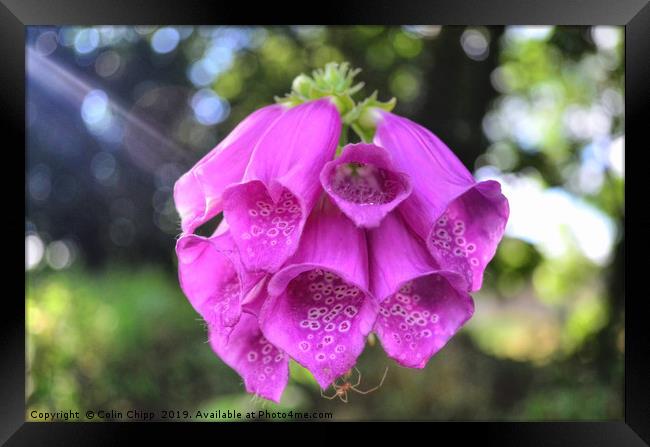 Foxglove and spider Framed Print by Colin Chipp