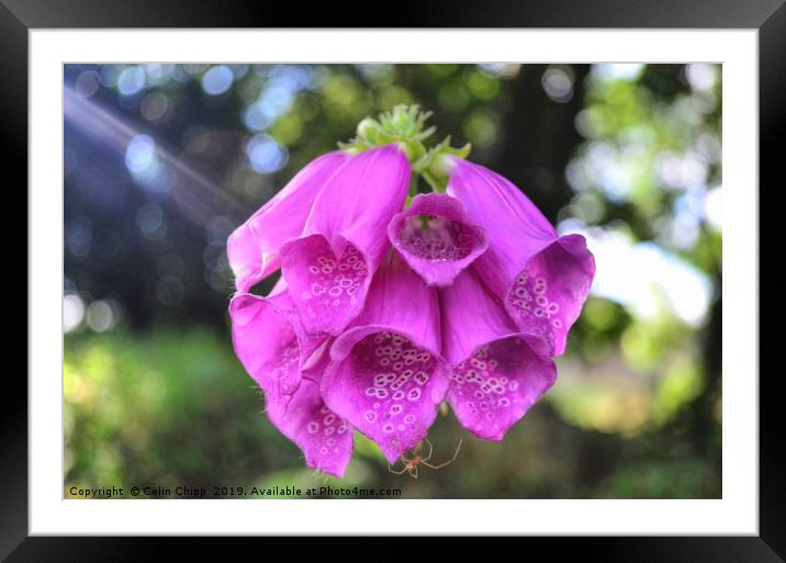 Foxglove and spider Framed Mounted Print by Colin Chipp