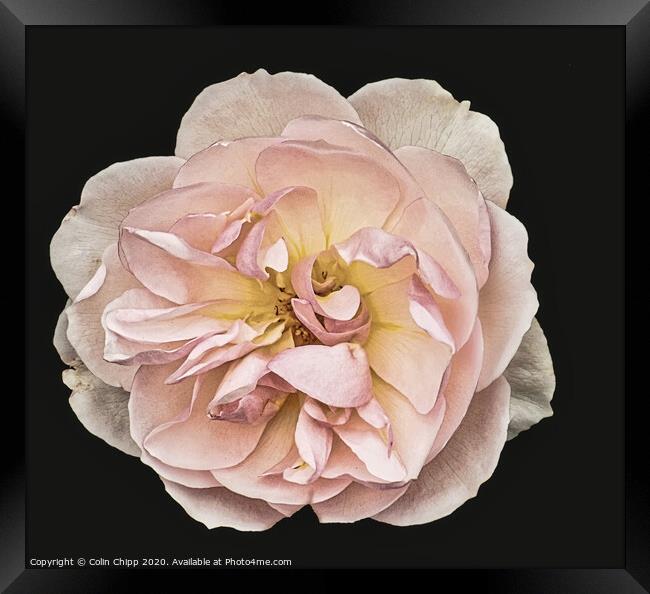 Single rose #2 Framed Print by Colin Chipp