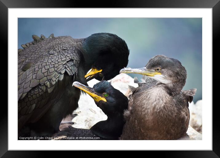 Family life Framed Mounted Print by Colin Chipp