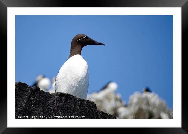 What a spectacle Framed Mounted Print by Colin Chipp