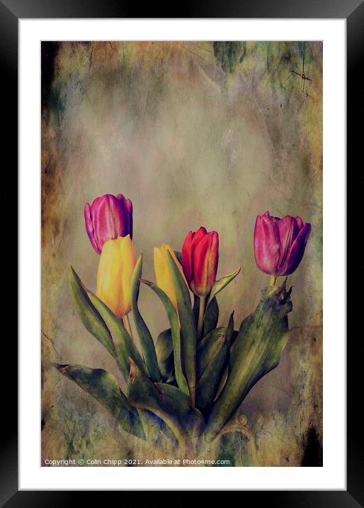 "Old Master" tulips Framed Mounted Print by Colin Chipp