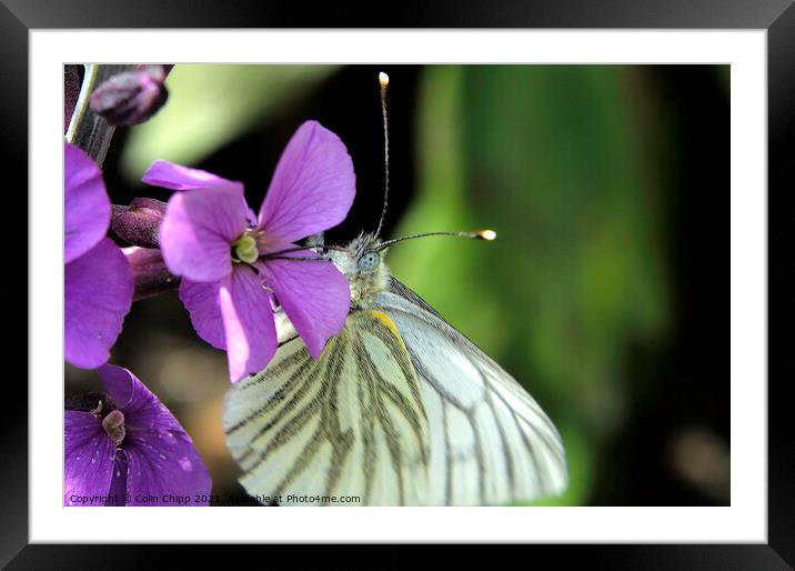 Green veined white Framed Mounted Print by Colin Chipp