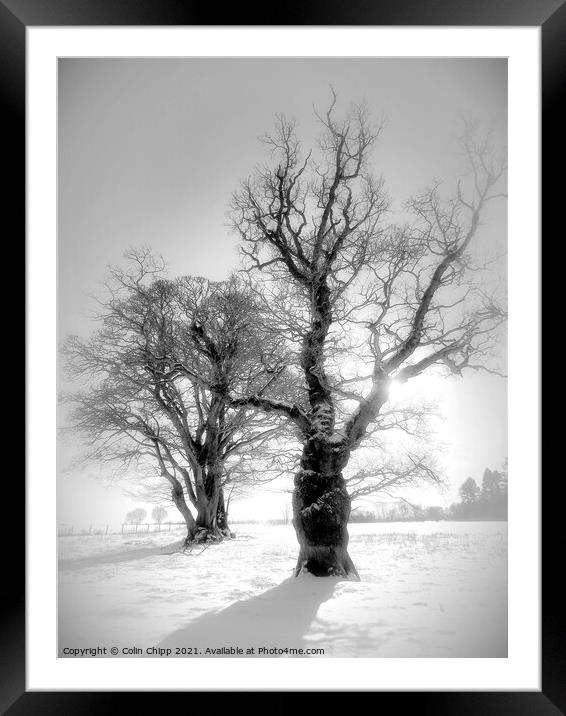 Winter trees Framed Mounted Print by Colin Chipp