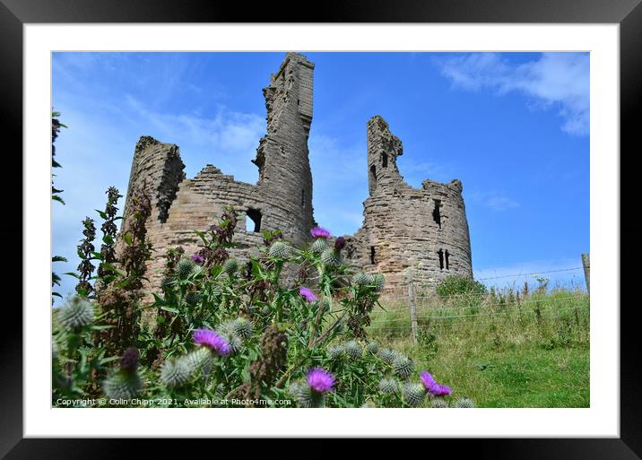 Prickly defences Framed Mounted Print by Colin Chipp