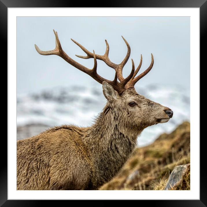 Royal Red Deer Stag Framed Mounted Print by Derek Beattie