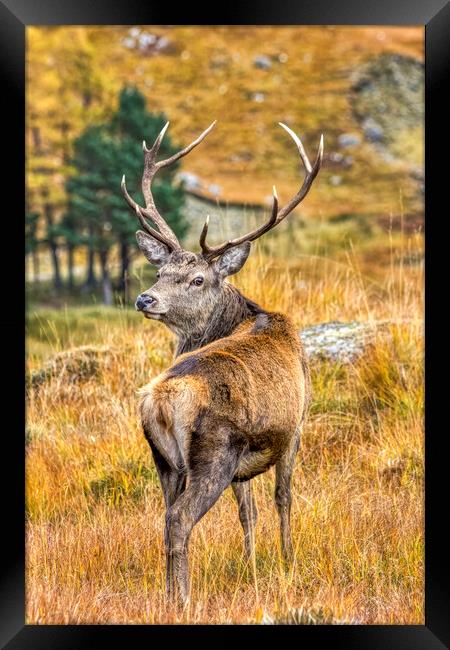 Red Deer Stag in Autumn Framed Print by Derek Beattie
