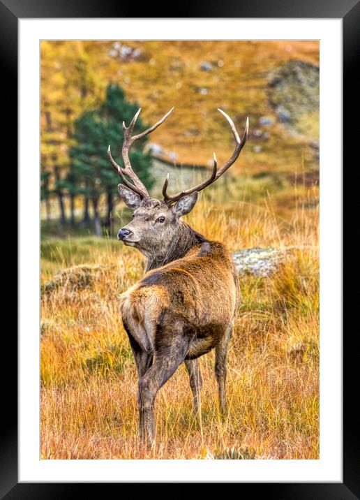 Red Deer Stag in Autumn Framed Mounted Print by Derek Beattie