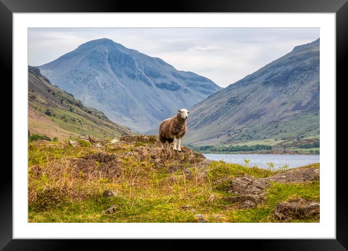 Herdwick Sheep and Great Gable Framed Mounted Print by Derek Beattie