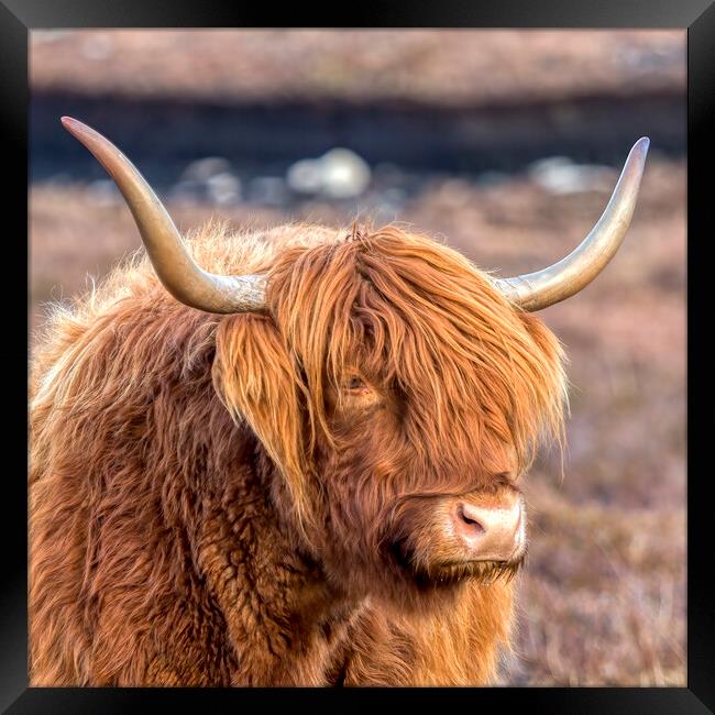 Highland Cow Framed Print by Derek Beattie