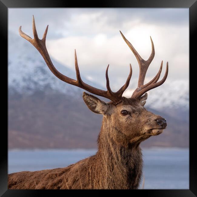 Red Deer Stag in Scotland Framed Print by Derek Beattie