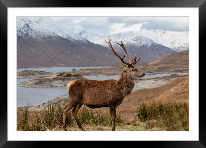 Red Deer Stag in Scottish Highlands Framed Mounted Print by Derek Beattie