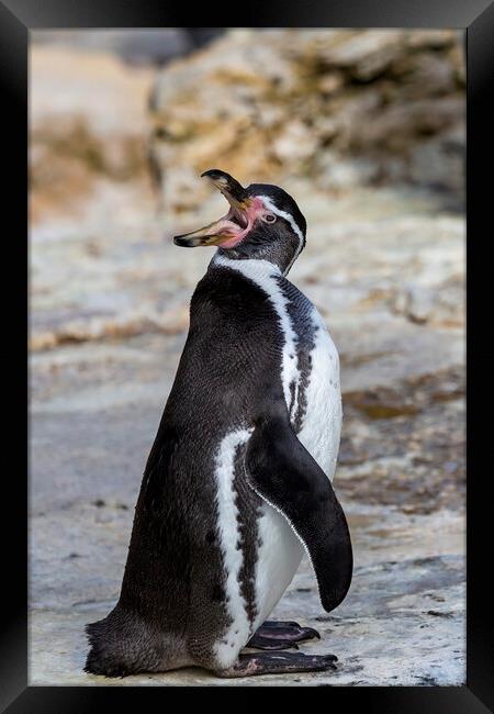 Hungry Humboldt Penguin Framed Print by Derek Beattie