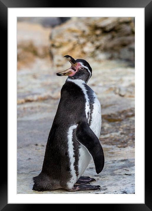 Hungry Humboldt Penguin Framed Mounted Print by Derek Beattie