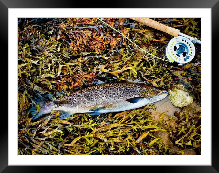 Salmon Grilse  Caught On The Fly Framed Mounted Print by Derek Beattie