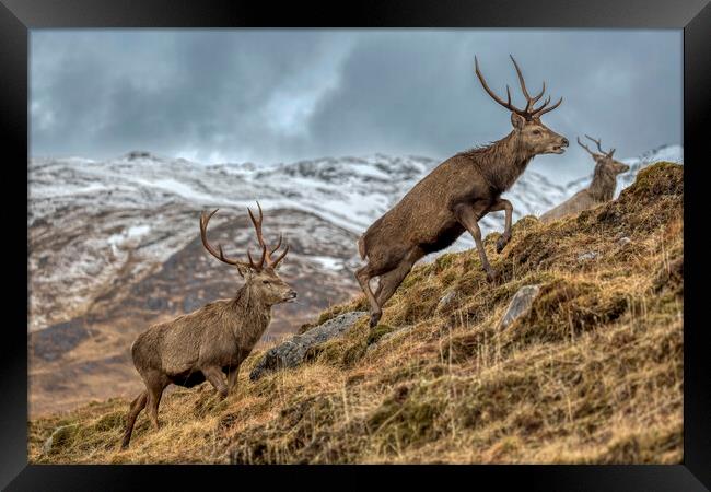 Red Deer Stags in Winter Framed Print by Derek Beattie