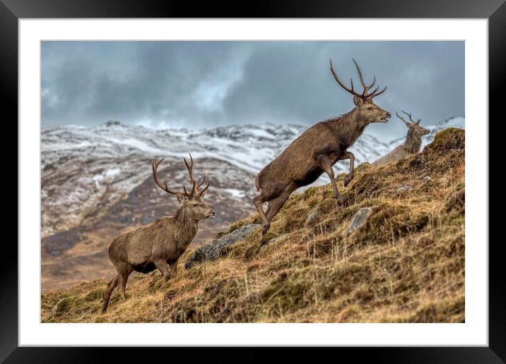 Red Deer Stags in Winter Framed Mounted Print by Derek Beattie