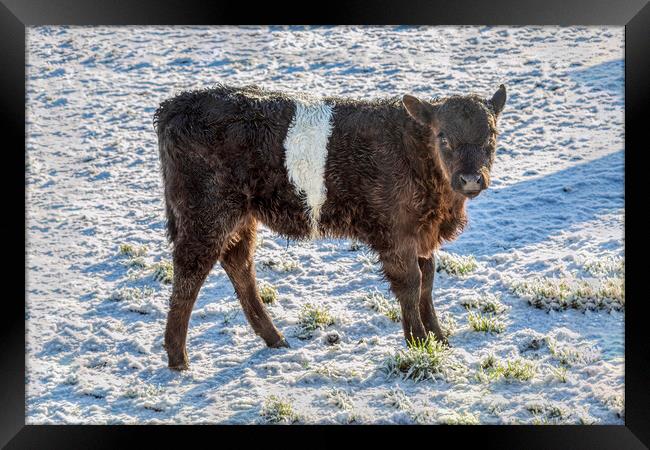 Belted Galloway Calf in Snow Framed Print by Derek Beattie