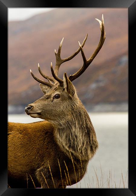Autumnal  Red Deer Stag Framed Print by Derek Beattie