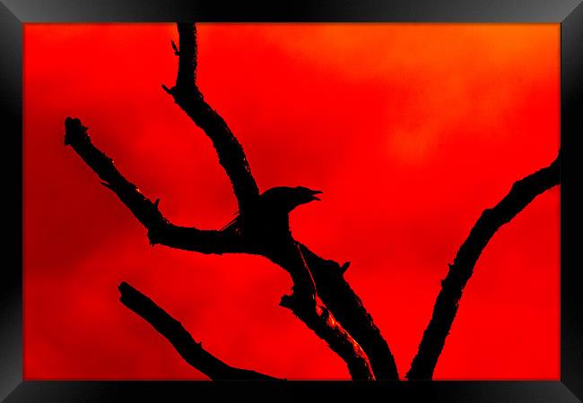 Crow Cawing on a Tree Abstract Framed Print by Derek Beattie