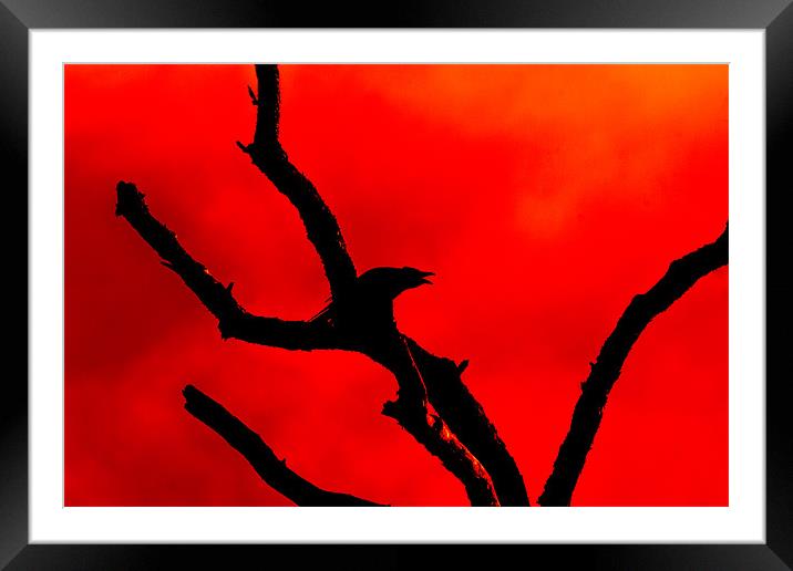 Crow Cawing on a Tree Abstract Framed Mounted Print by Derek Beattie
