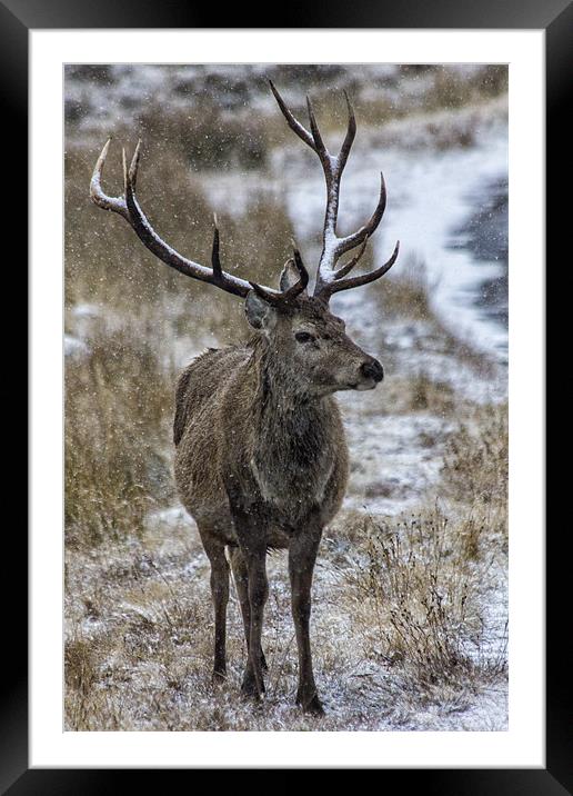 Red Deer Stag in the Snow Framed Mounted Print by Derek Beattie