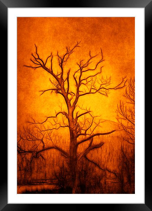 Tree Art Framed Mounted Print by Derek Beattie