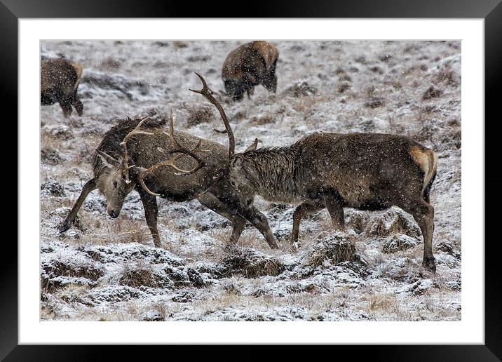Stags Rutting in the Snow Framed Mounted Print by Derek Beattie