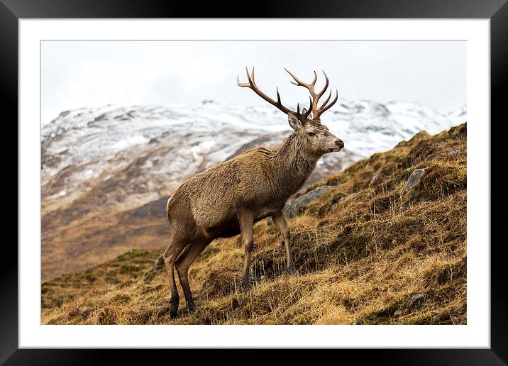 Royal Red Deer Stag in Winter Framed Mounted Print by Derek Beattie