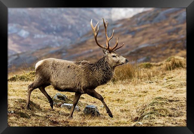 Red Deer Stag  in Scotland Framed Print by Derek Beattie