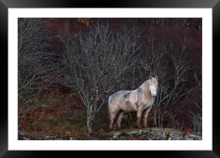 Scottish Highland Pony Framed Mounted Print by Derek Beattie