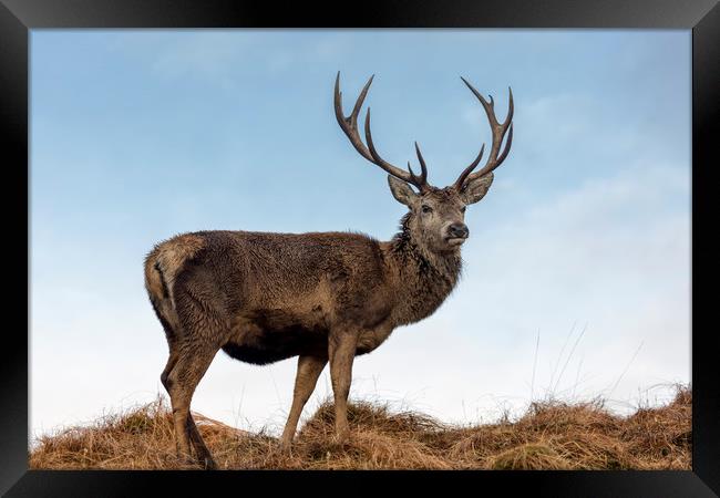 Red Deer Stag  in Scotland Framed Print by Derek Beattie