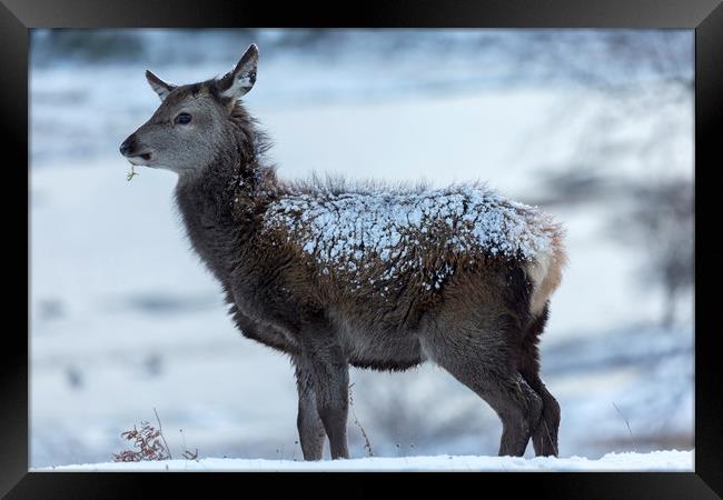 Red Deer Hind In The Snow Framed Print by Derek Beattie
