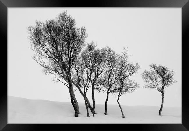 Winter Trees in a Field of Snow Framed Print by Derek Beattie