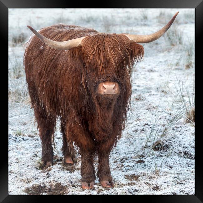 Highland Cow in the Snow Framed Print by Derek Beattie