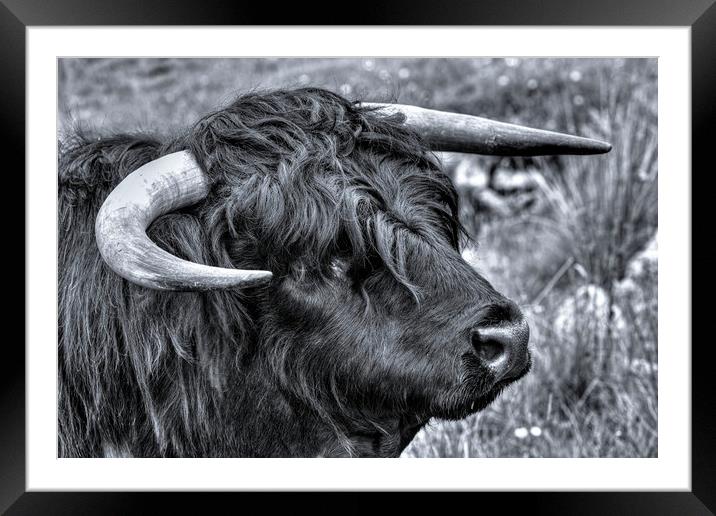 Highland Cattle Black Bull Framed Mounted Print by Derek Beattie