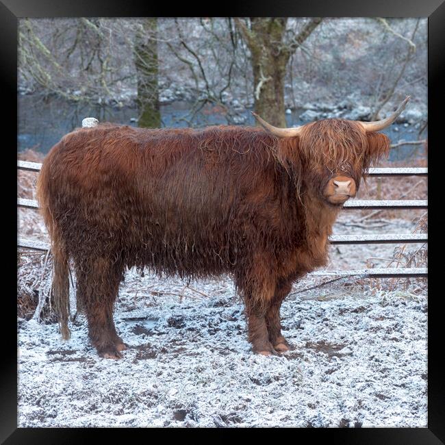 Highland Cow in Winter Framed Print by Derek Beattie