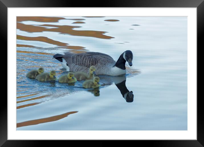 Barnacle Goose and Goslings Framed Mounted Print by Derek Beattie