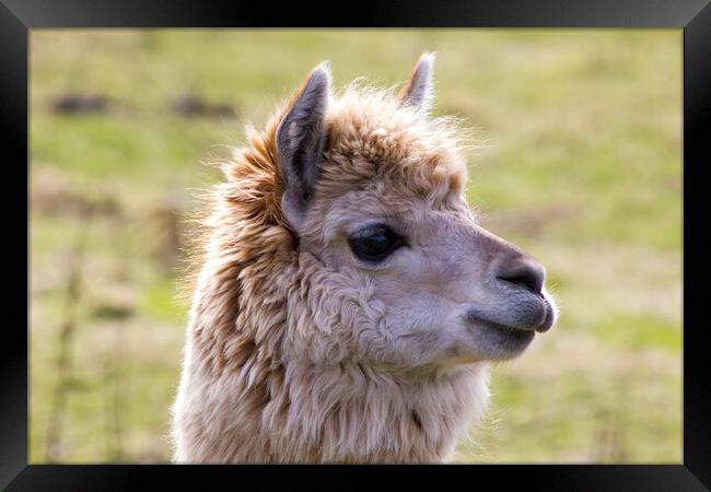 Llama in the Sunshine Framed Print by Derek Beattie