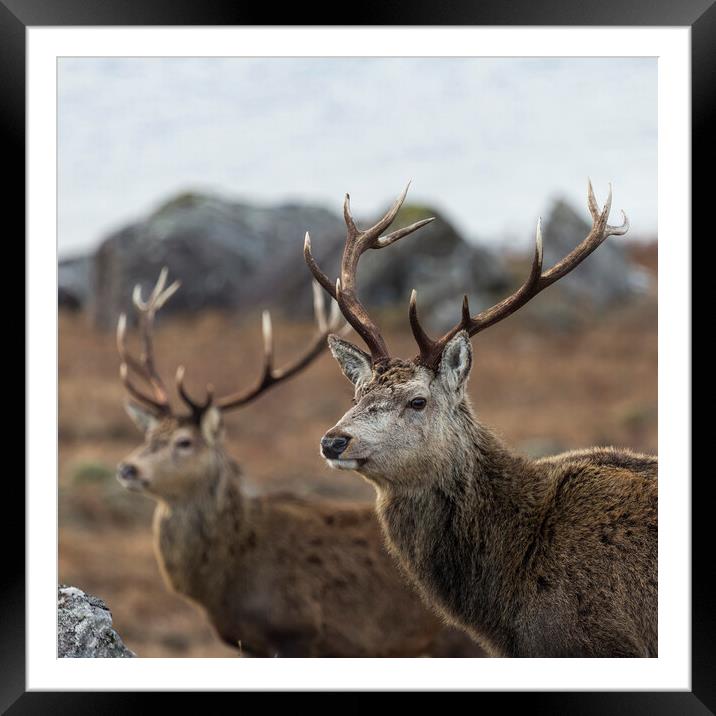 Red Deer Stags in Scotland Framed Mounted Print by Derek Beattie