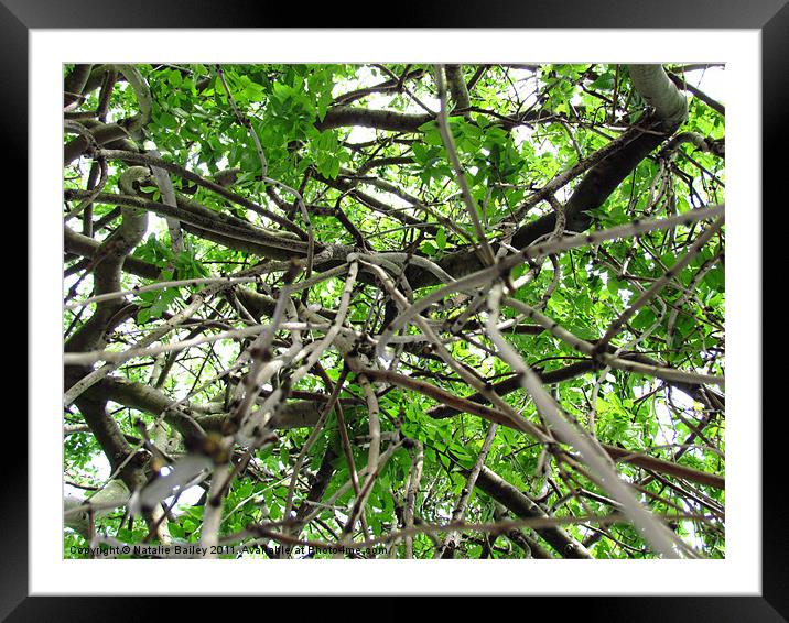 Branches from a different Angle Framed Mounted Print by Natalie Bailey