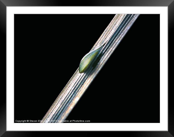 Water droplet on a leaf Framed Mounted Print by Steven Else ARPS
