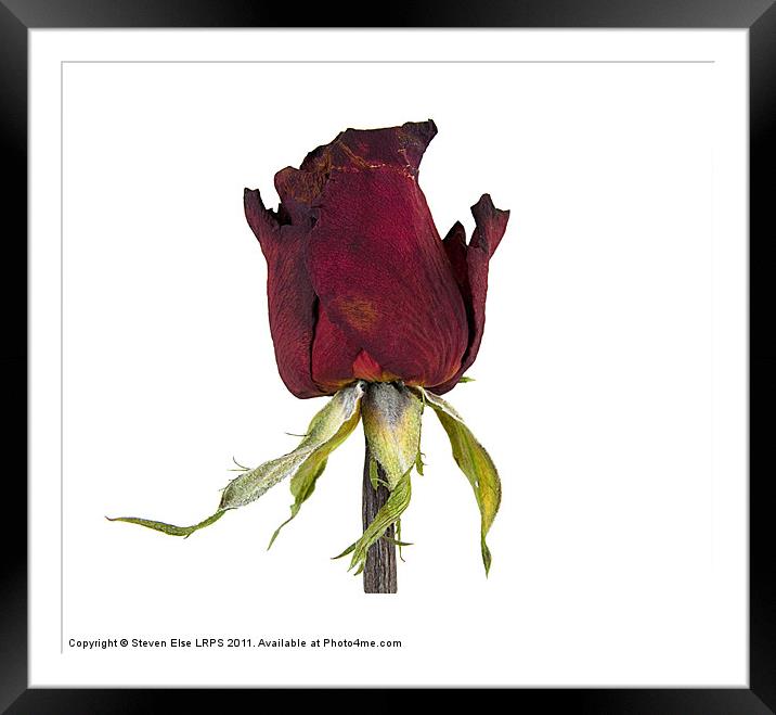 Dead Red Rose Framed Mounted Print by Steven Else ARPS