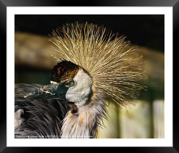 African Crowned Crane Framed Mounted Print by Steven Else ARPS